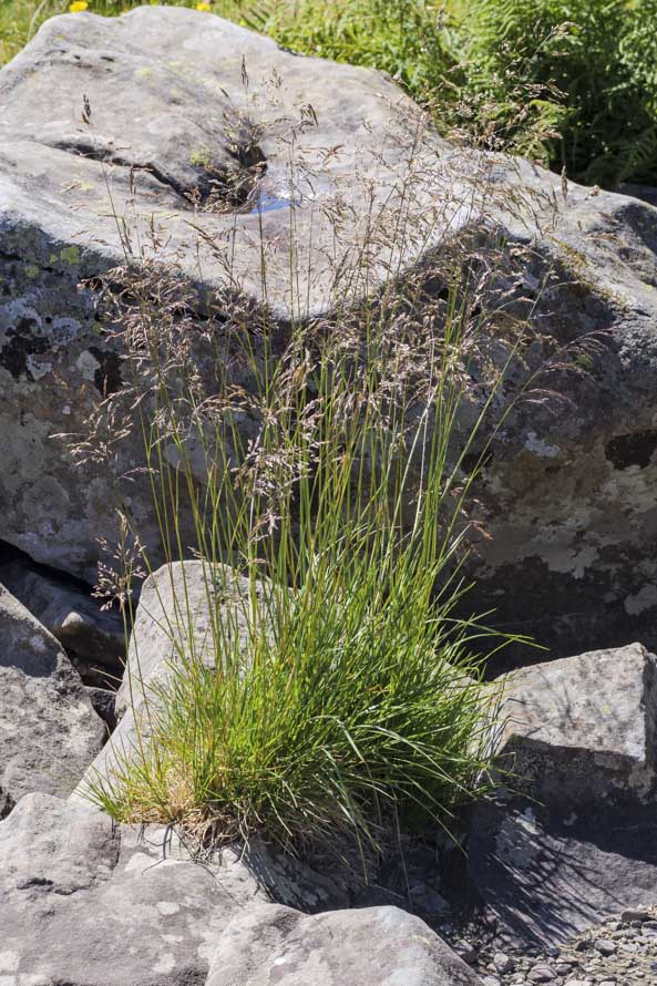 Deschampsia cespitosa ? s